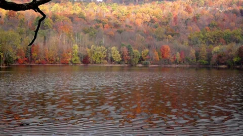 0658  Fall In the woods Stock Footage 36786818