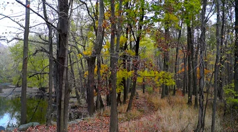 0659  The woods Stock Footage 34390951