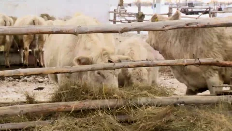 066 A cow eats feed from a trough at a ranch farm in winter. Stock Footage 170358766