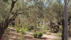 Gethsemane garden