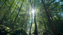 Beautiful green forest gleam deep woods trees dolly nature sunny sun rays
