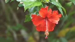 4K footage of Red Hibiscus Flower in nature