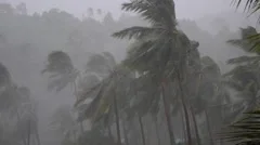 Hurricane in Tropics - Palm Trees in Tropical Heavy Rain
