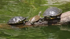 Baby turtle trying to climb over another turtle, fails and trys again