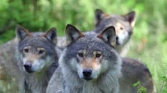 tree wolf male standing together alerted watching different directions