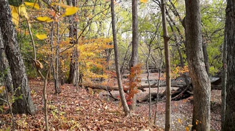 0669  Fall In the woods Video stock 36754206