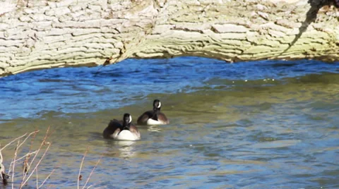 0669 Gooses Under Tree Overhanging River Stock Footage 35583886