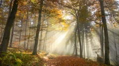 Beautiful sunrays in a misty autumn forest