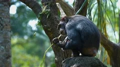Adult chimpanzee in their habitat