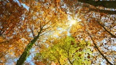Sunlit treetops and falling autumn leaves