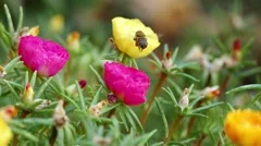 Honey bee collects nectar in the flowerbed with colorful flowers. Loop video.