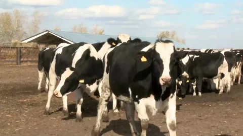068 Beautiful cows walk on the ranch farm in the spring. Stock Footage 170358813