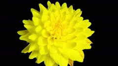 Time lapse - Blooming Yellow Dahlia Flower with black background