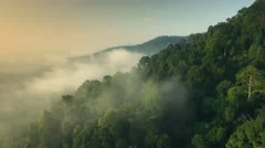 Rainforest misty morning flight