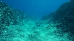 Underwater landscape ocean floor eroded Pacific