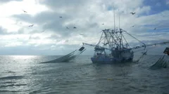 Seagulls Flying Around a Shrimping Boat
