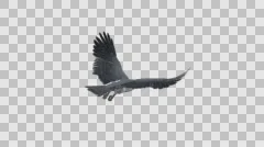 Peregrine Falcon Bird - Flying Loop - Back Side View - Alpha Channel - 4K