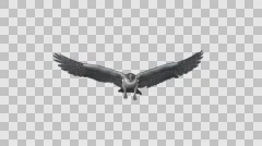 Peregrine Falcon Bird - Flying Loop - Front View - Alpha Channel - 4K