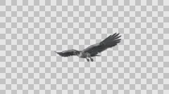Peregrine Falcon Bird - Flying Loop - Side Angle View - Alpha Channel - 4K
