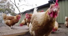 Curious funny chicken in a chicken coop investigating human presence, 4K