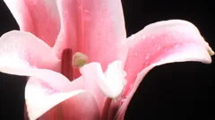 Lilies flower time lapse opening