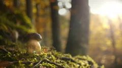 Penny bun mushroom in mossy autumnal forest
