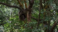 Gibbon In A Tree, Malaysia