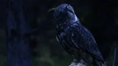 Horned owl at night turning head