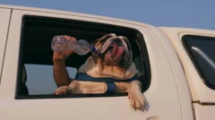 Funny animal.Slow motion funny Bulldog enjoying a car ride,drinking water