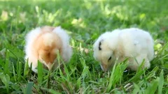 Two chicks walking on the grass