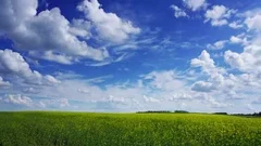 beautiful flowering rapeseed field under blue sky