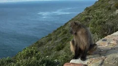 baboon is on the coastal rock near Cape Town