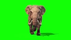 Elephant Walks Static Front Green Screen
