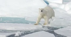 Polar Bear walking on Broken Sea Ice  Spitsbergen