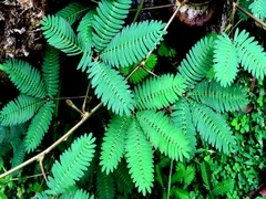Sensitive Mimosa Pudica plant reacts to wind