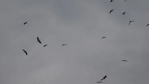 06e-Open bill storks in flight in a group,  Stock Footage 167755450