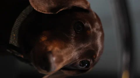 07 Close-up of the muzzle of a dachshund Stock Footage 221119168