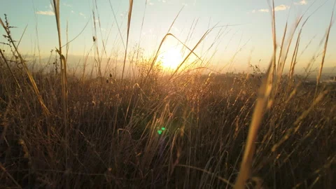 07 Slomo walking through dense dry withered autumn grass at sunset 스톡 동영상 289405944
