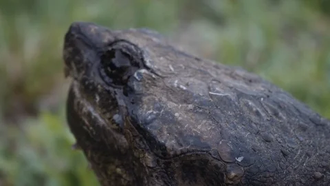 07 Snapping Turtle - Pre-colored - 4K 60P 스톡 동영상 90624872