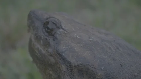 07 Snapping Turtle - Uncolored V-Log - 4K 60P 스톡 동영상 90633553