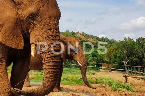07 Two African Elephants close encounter sanctuary Stock Photos