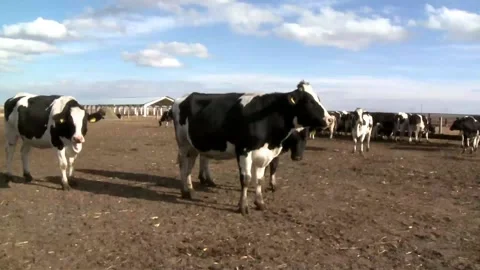 070 Beautiful cows walk on the ranch farm in the spring. Video stock 170358814