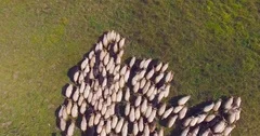 Sheep herd aerial 4K, stock video