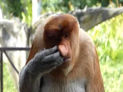 Male Proboscis monkey (Nasalis larvatus) itching nose