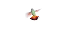 Humming bird,  three 3d animations. alpha-channel is integrated into the footage