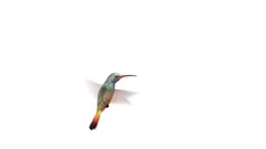 Humming bird, four 3d animations