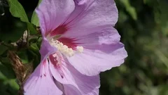 Healthy herbal Hibiscus syriacus pink flower bud hidden in the shrub 4K 2160p