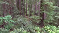 Beautiful zoom into the Redwood Forest