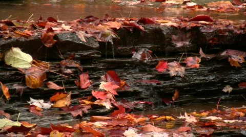 0706-B019 - Fall Stock Footage 266402