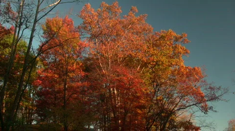 0706-B045 - Fall Foliage - MOS Stock Footage 266433